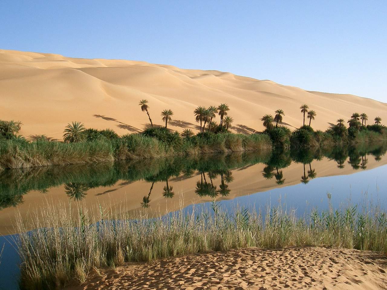 oasis del sahara