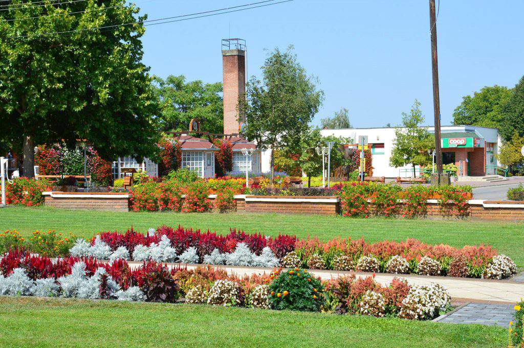 csemő, flowers, competition