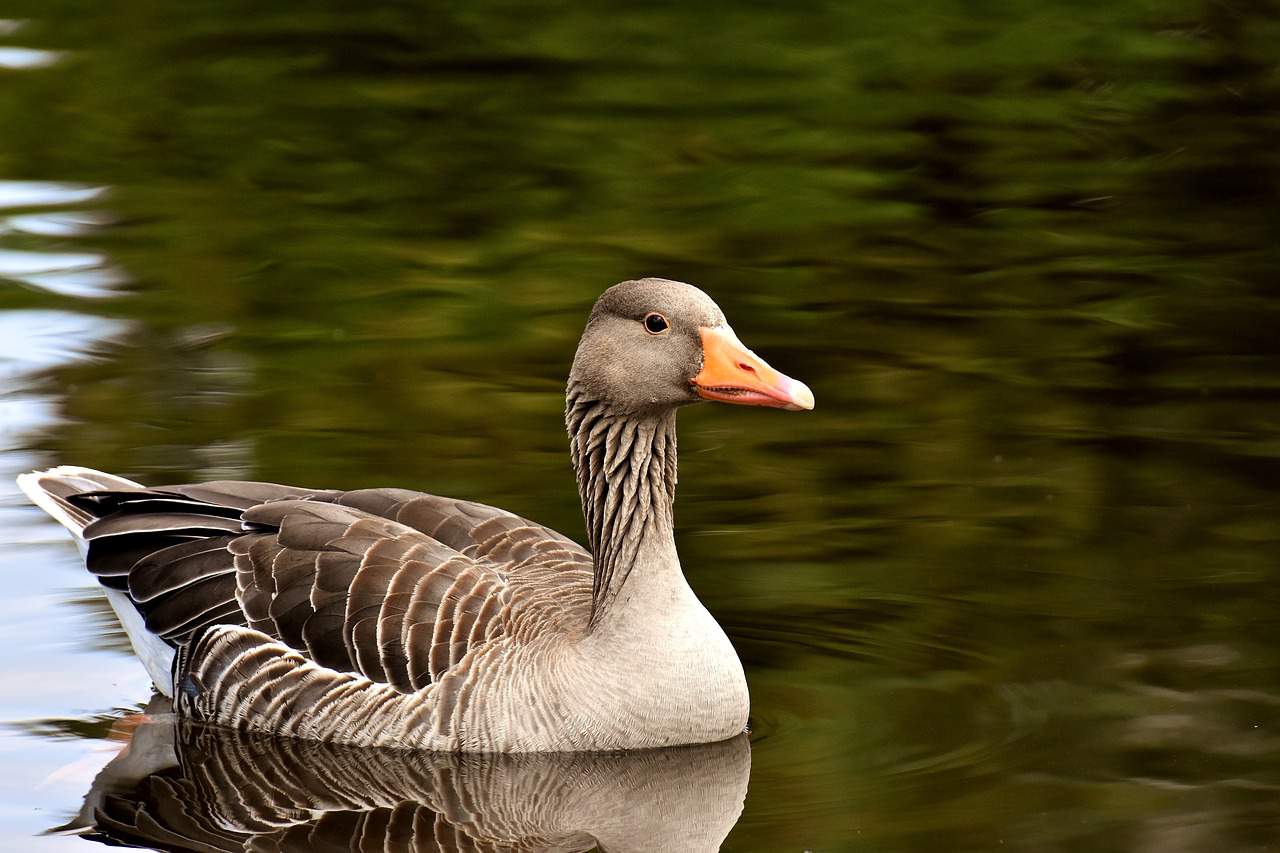 bird, goose, lake, nature