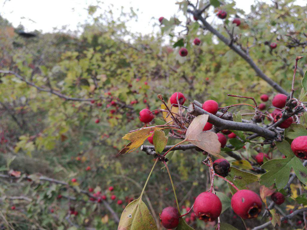 berry, plant, bush