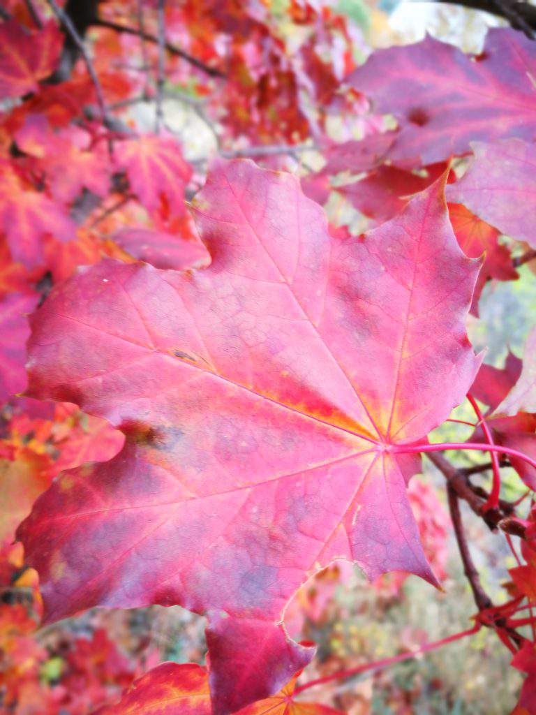 leaf, closeup, red, nature