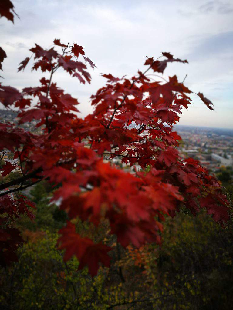 leaves, sas, hill