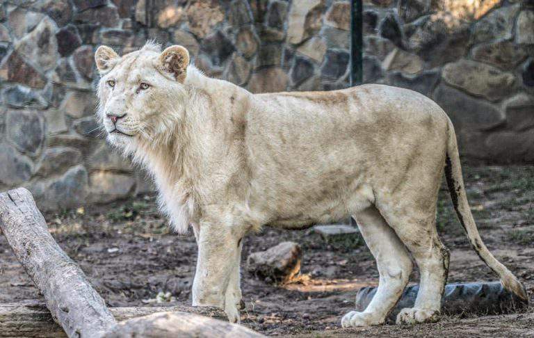 nyíregyháza zoo