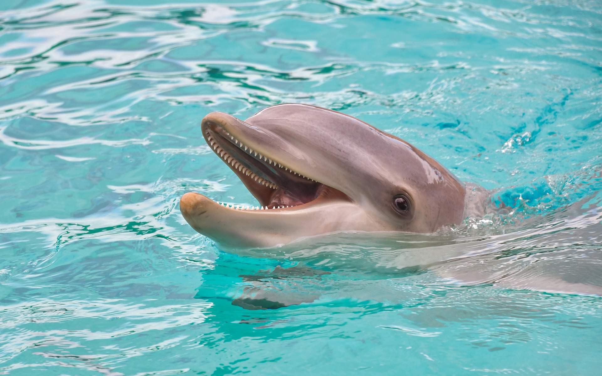 дельфин, море, животное, вода