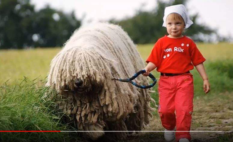 Komondor dog