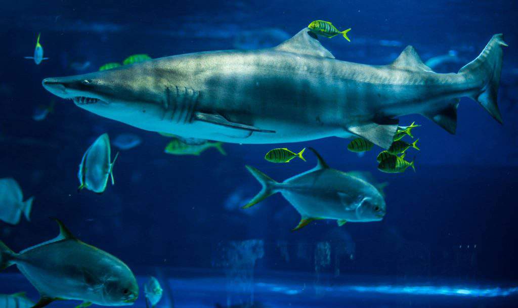 shark, tropicarium, zoo, animal, sea