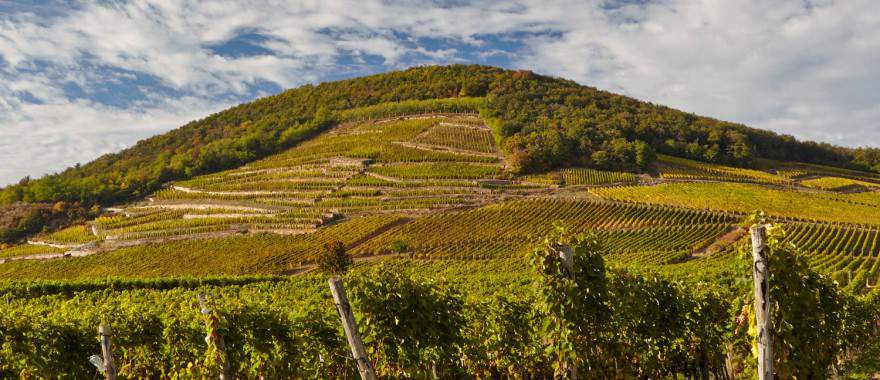 Tokaj Barta Winery