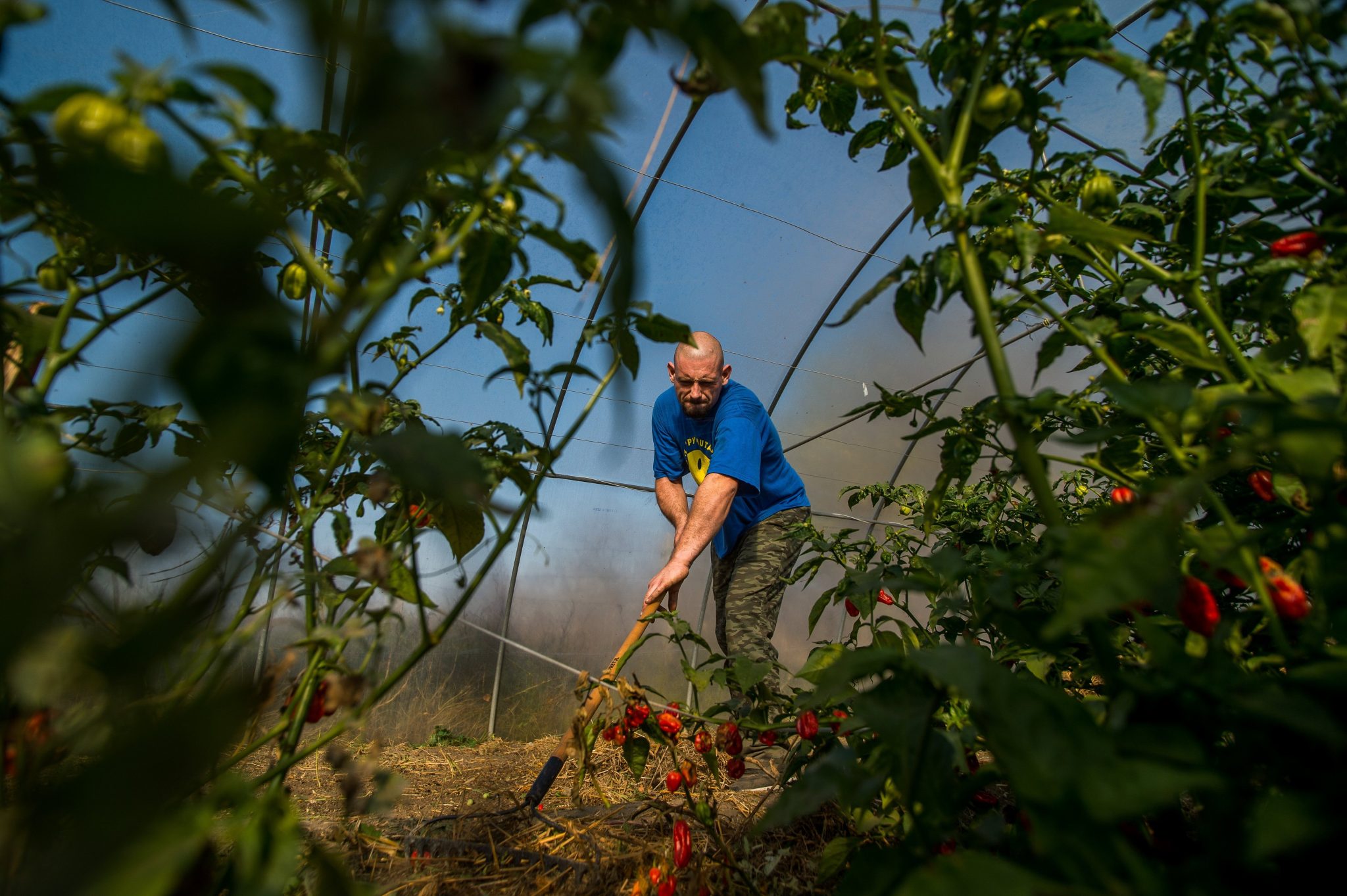 الزراعة المجر