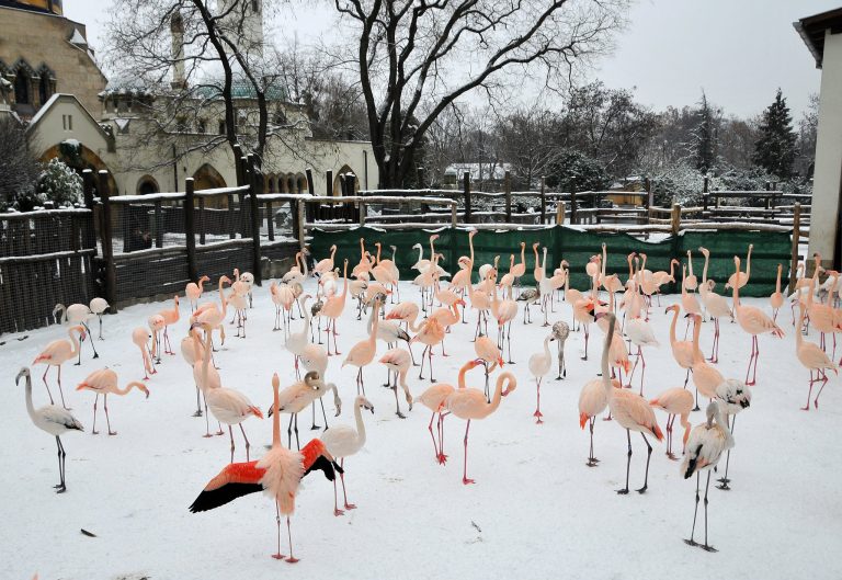 budapest zoo