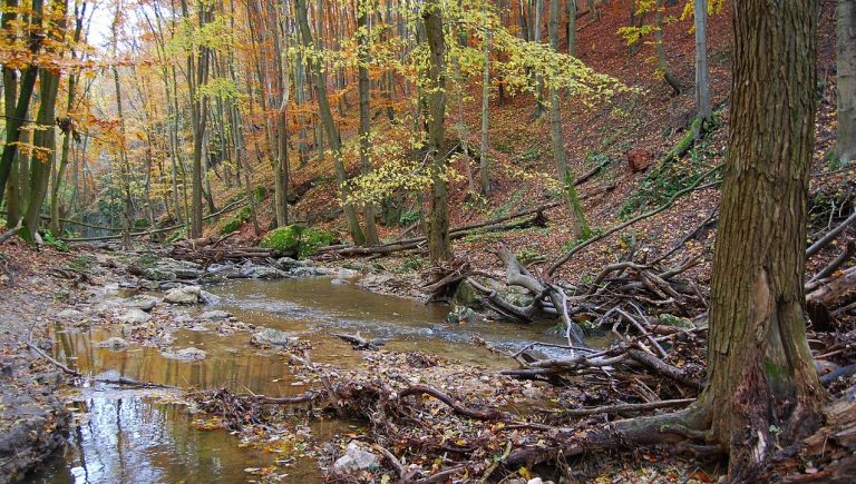 Cuha stream, nature, beautiful, Hungary