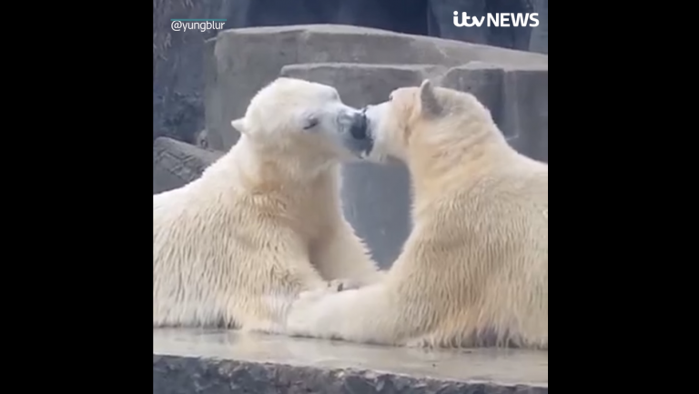 polar bears Budapest Zoo