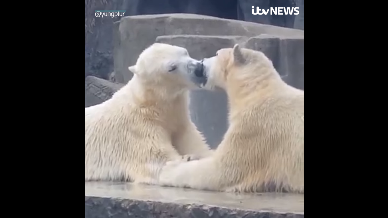 lední medvědi Budapešť Zoo