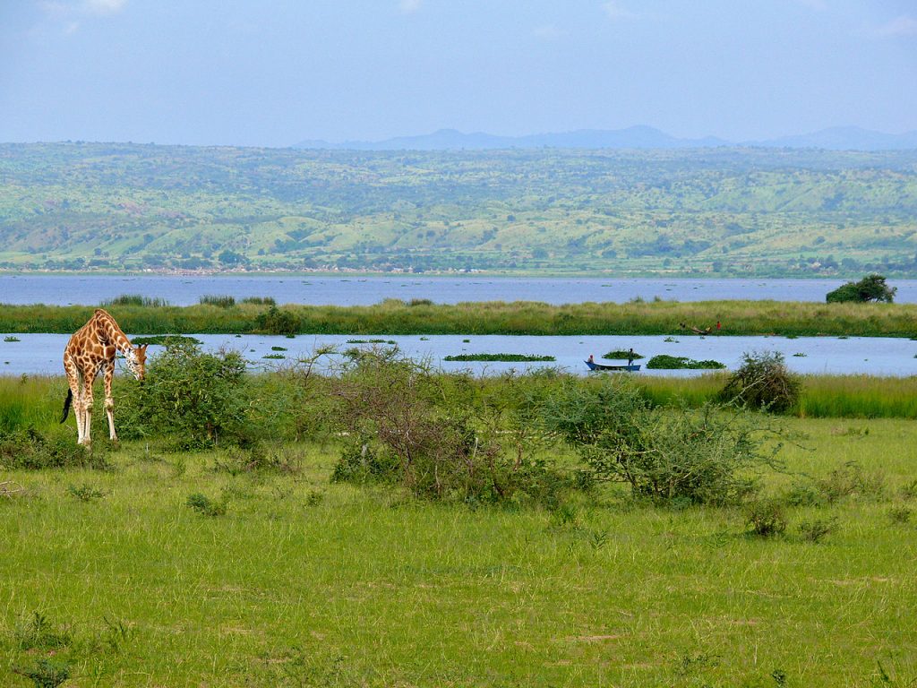 Lake Albert, Africa, nature, Nile