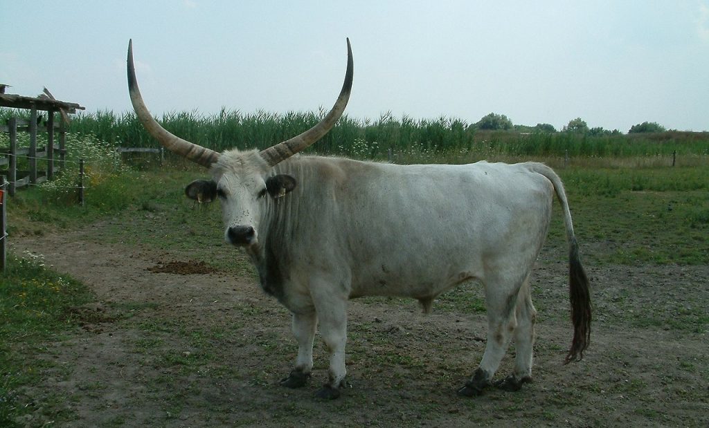 Венгерский серый, животное, Венгрия