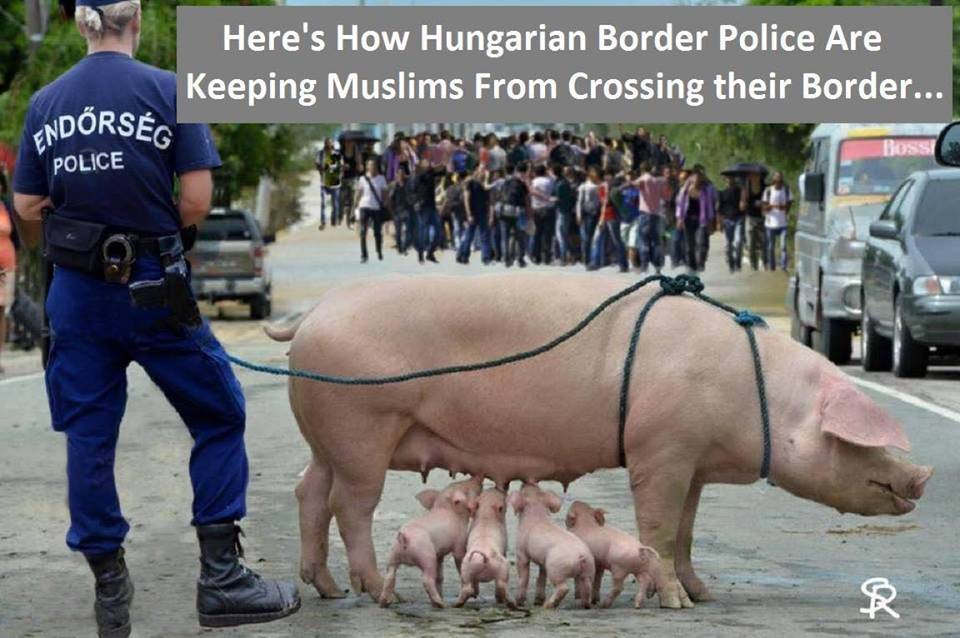 Cerdo migrante fronterizo de la policía húngara
