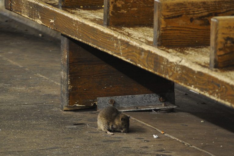 rat, animal, Budapest, Hungary, city