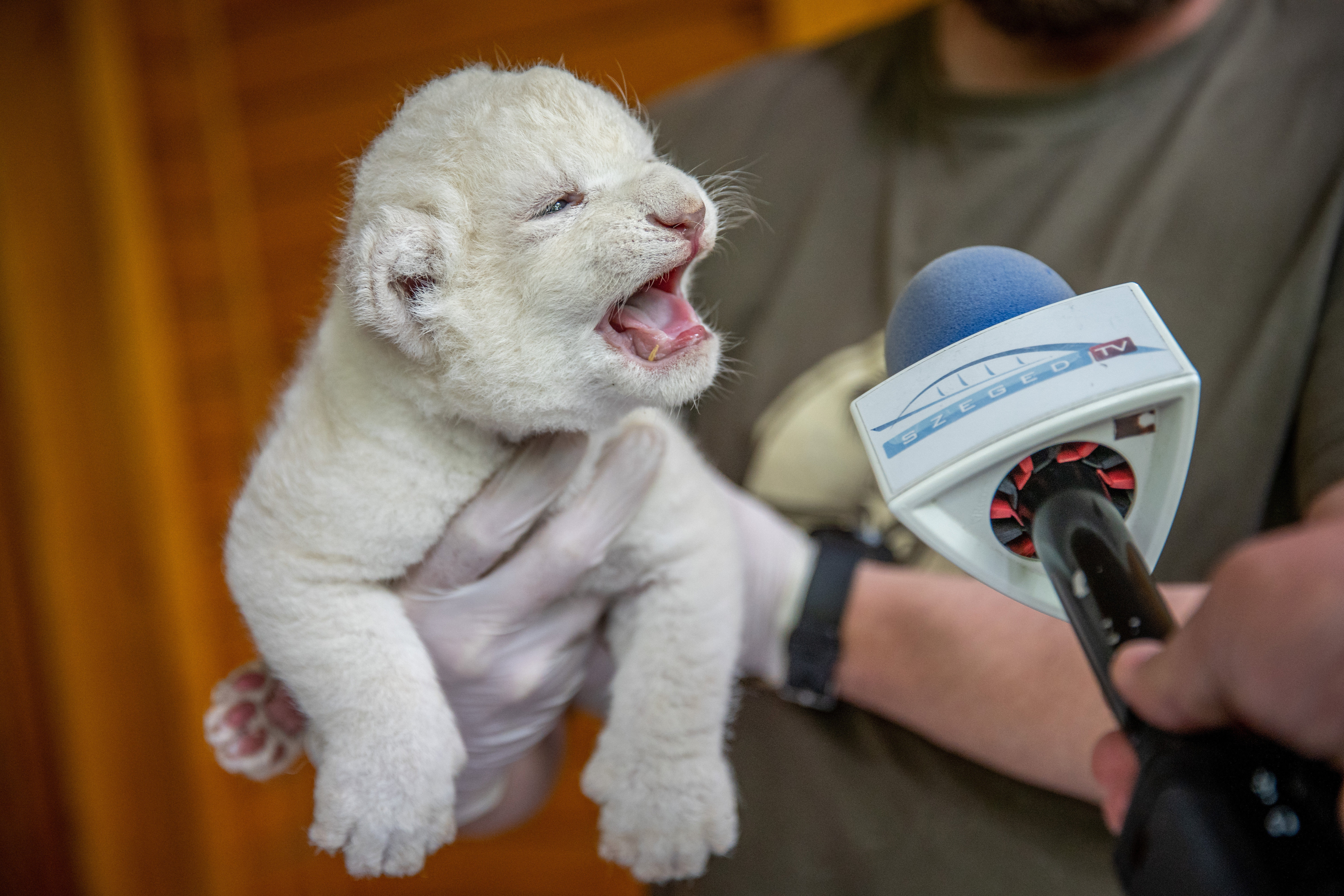 white lion cub szeged zoo