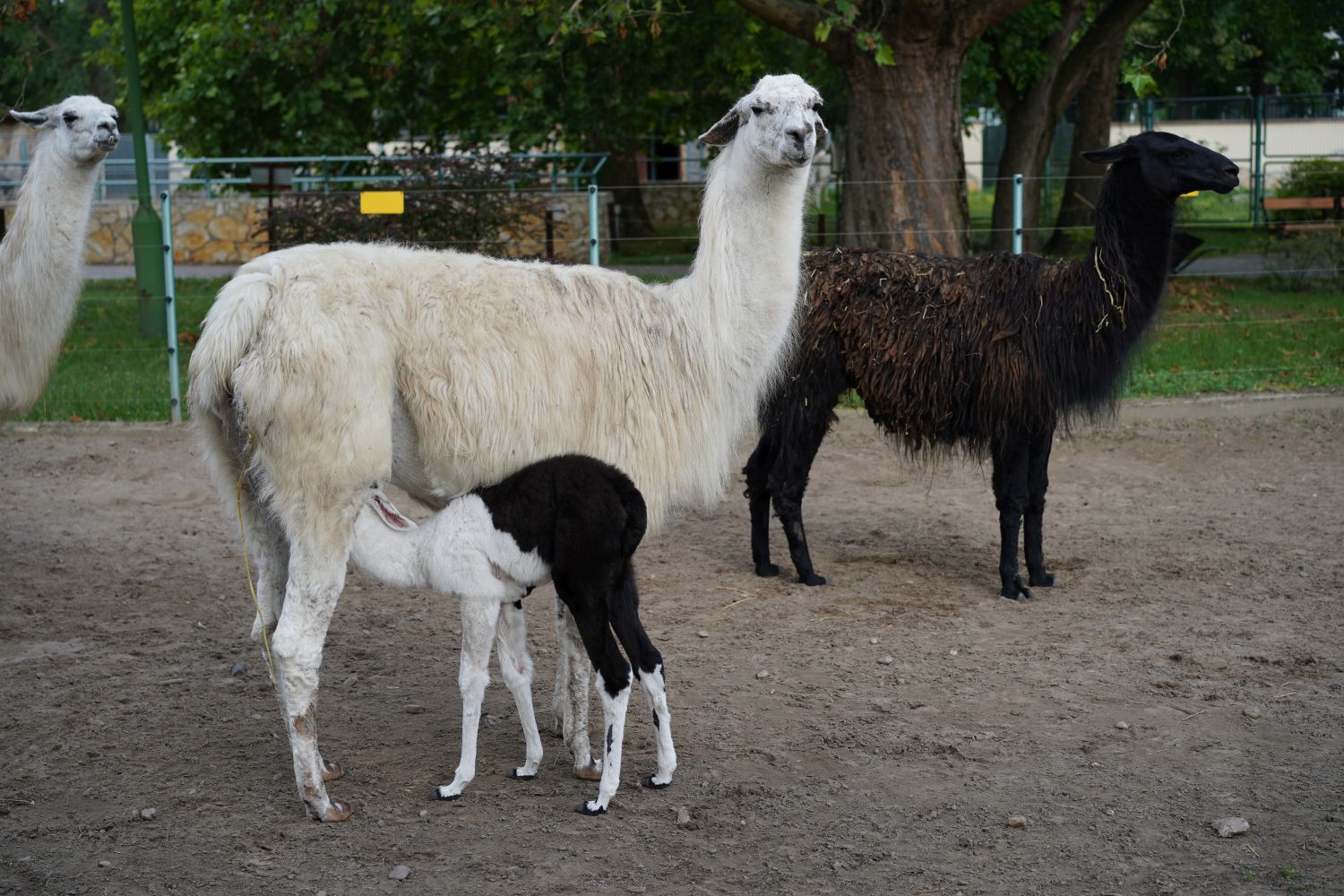 Encore un nouveau lama nouveau-né au zoo de Debrecen