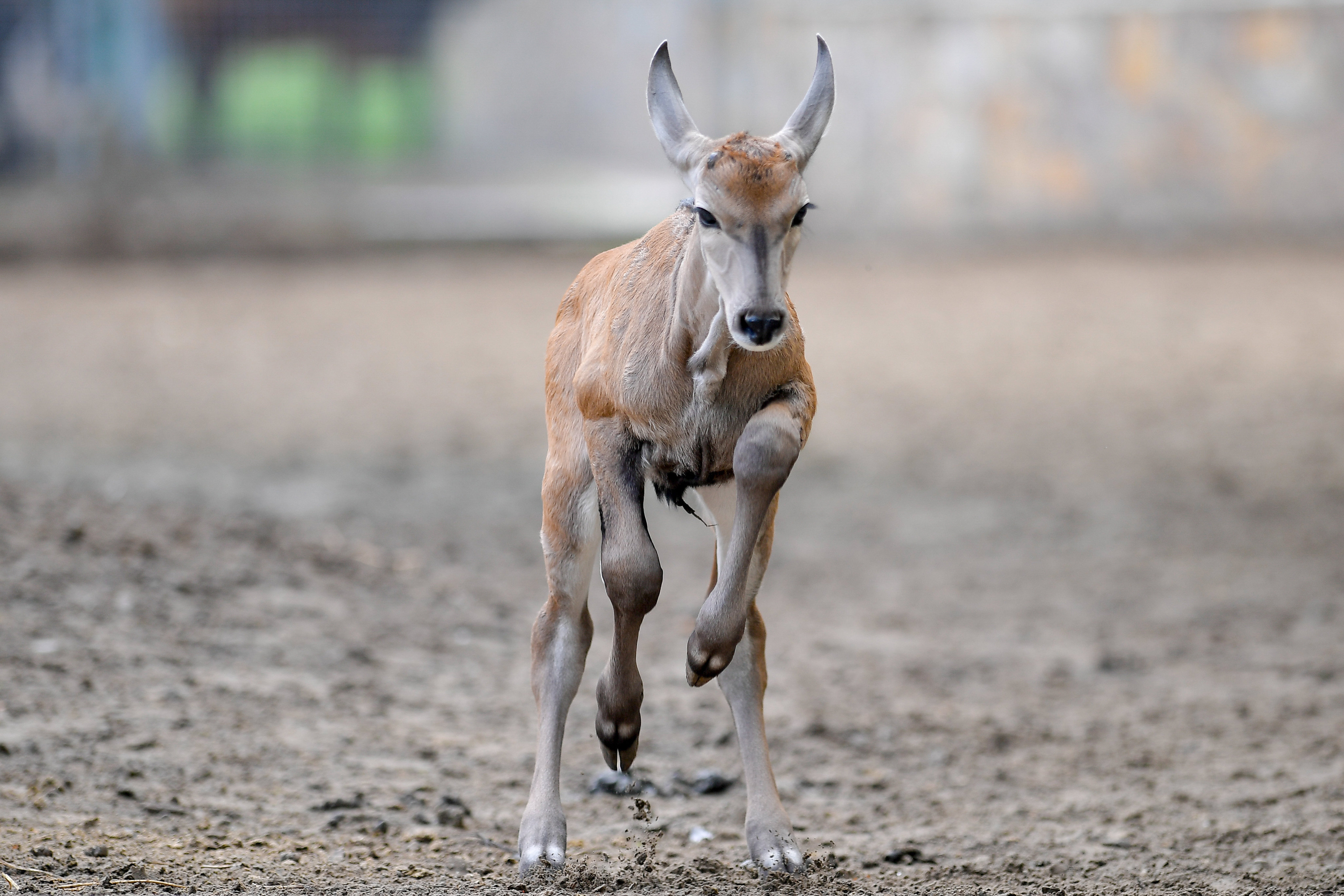 Baby Antilope Debrecen Zoo