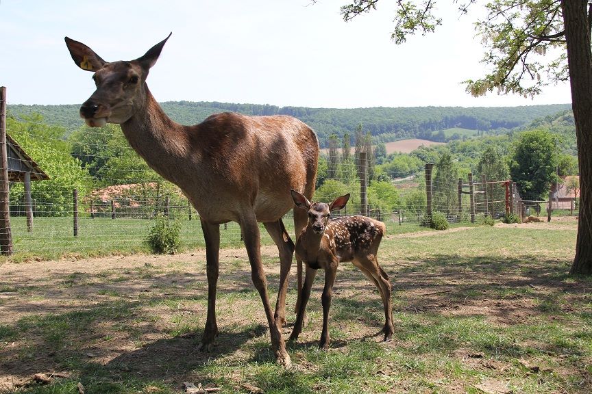 deer, animals, nature