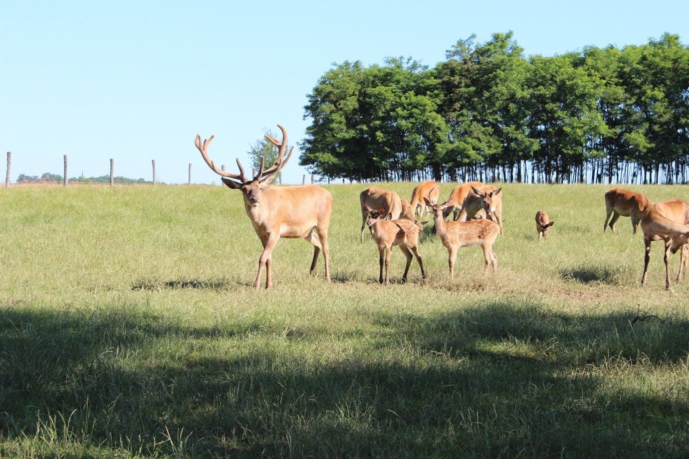deer farm, animals, nature
