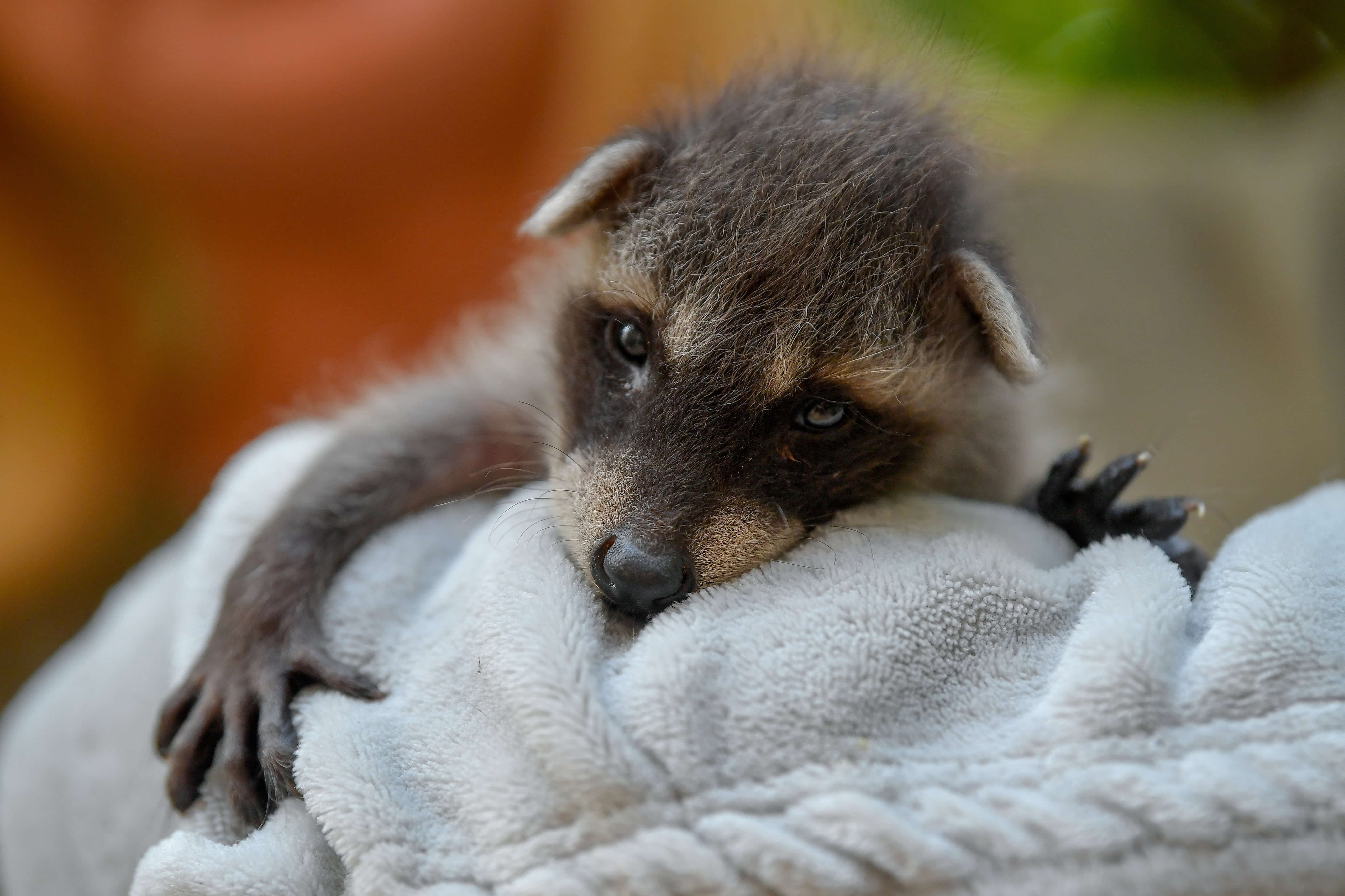 Daily cute - Newborn raccoon at the Debrecen Zoo