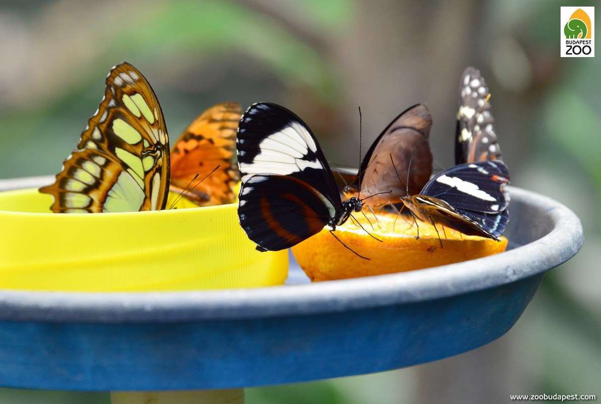 motýlí zahrada budapest zoo Bagosi Zoltan