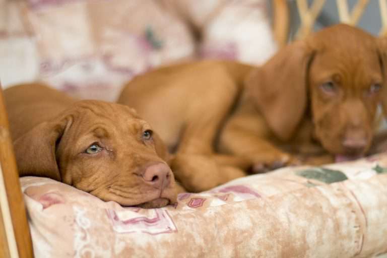 dog vizsla