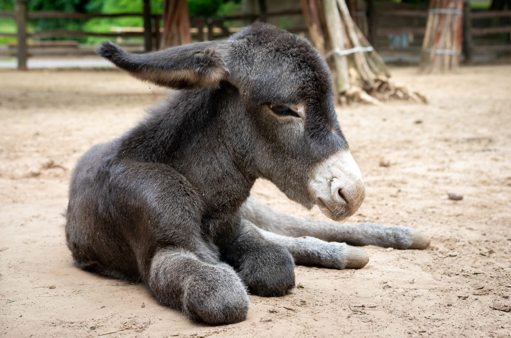 Burro recién nacido en el zoológico de Debrecen