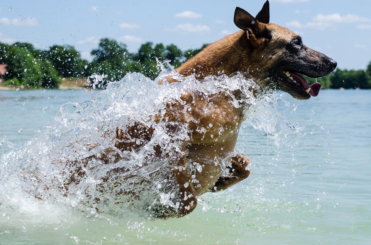 perro, agua, natación, verano
