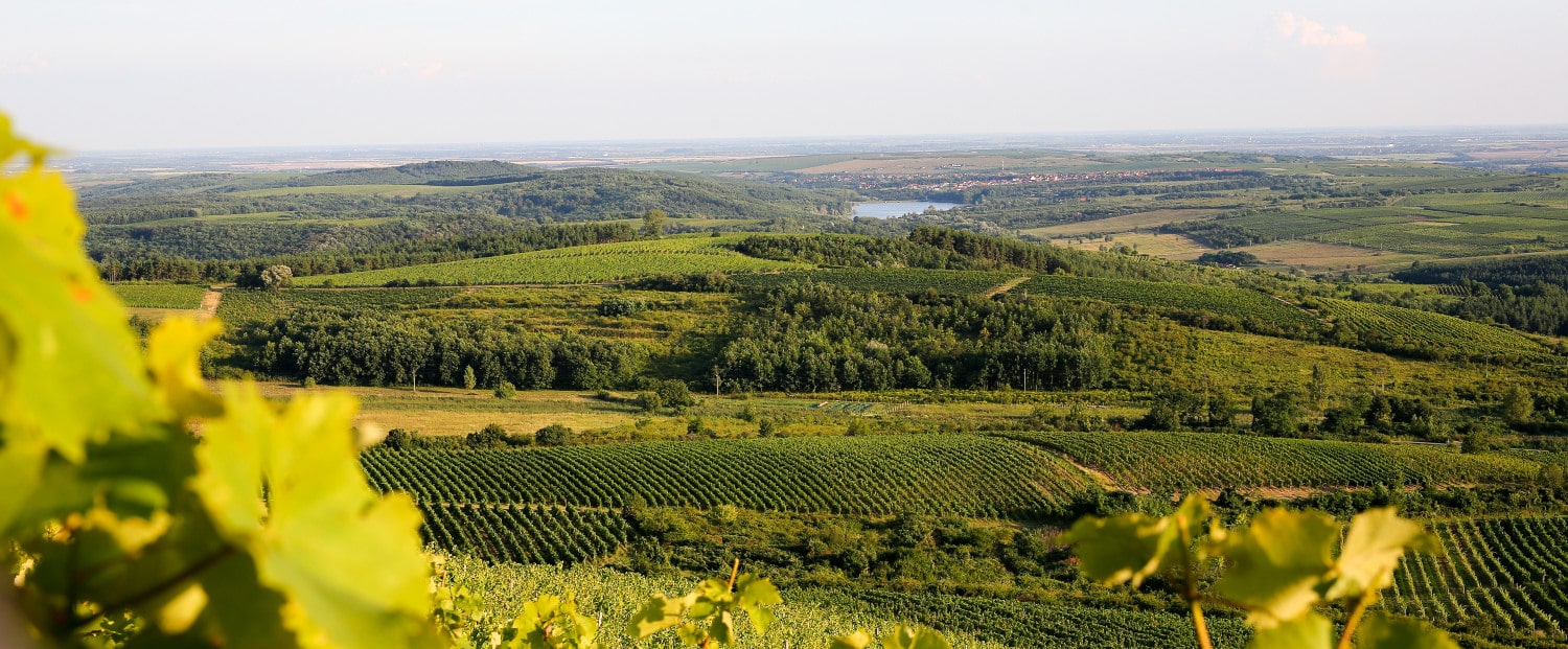 región vinícola de eger