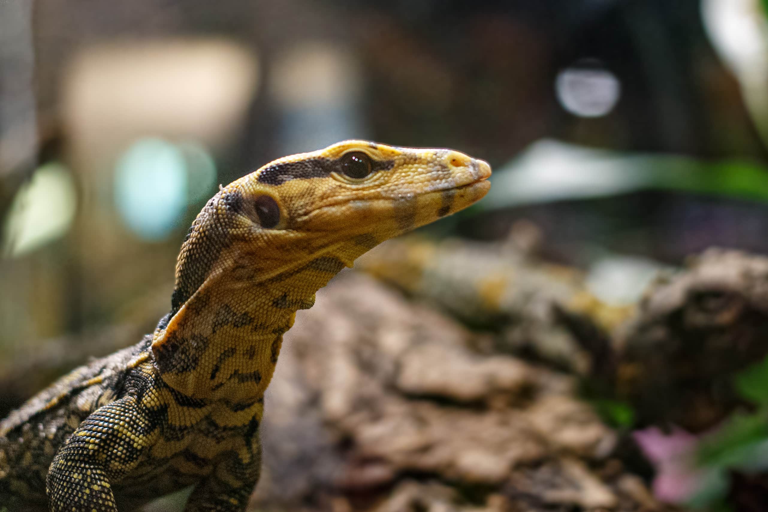 Yellow-Headed Water Monitor at Debrecen Zoo