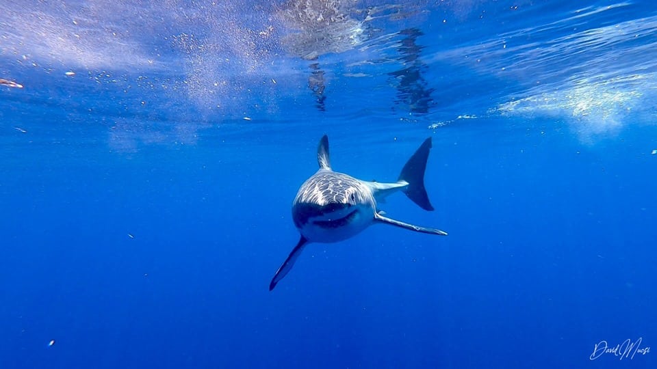 Hungary shark photographer