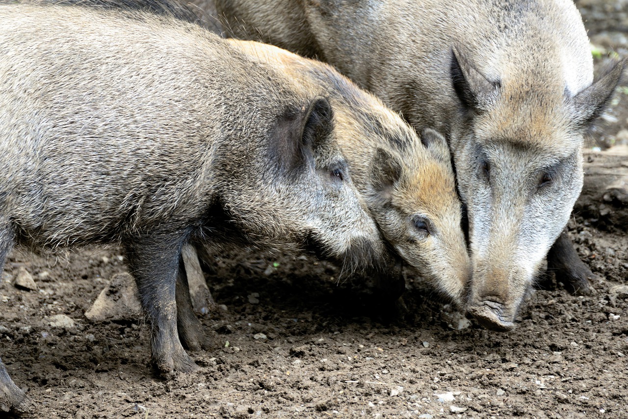 Epidemic! African pig plague found in dead wild boars near Budapest ...