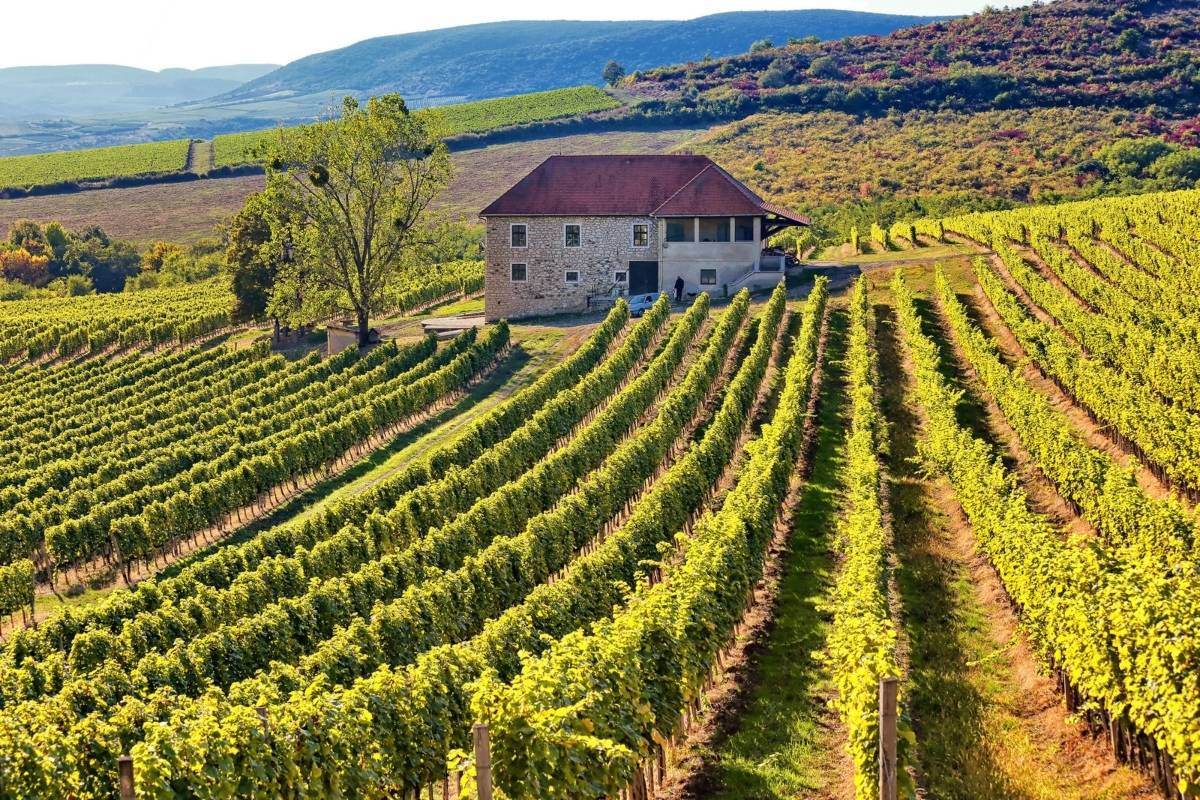maďarská vinařská vinice