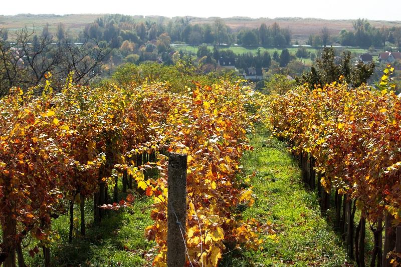 badacsony wineyard kardos ildikó