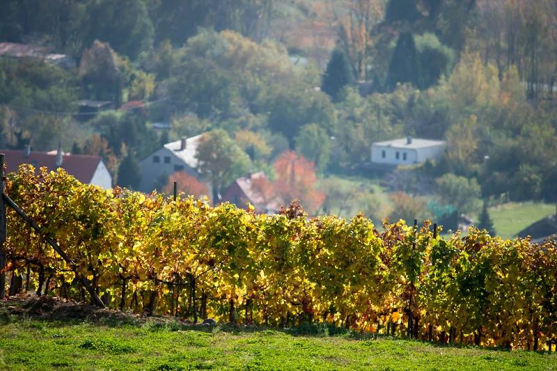 badacsony wineyard kardos ildikó