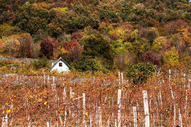 badacsony wineyrad kardos ildikó