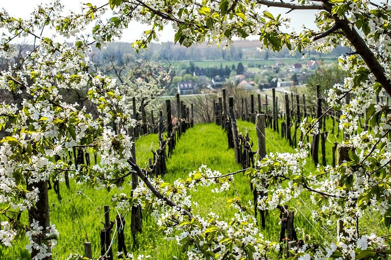 badacsony winery kardos ildikó