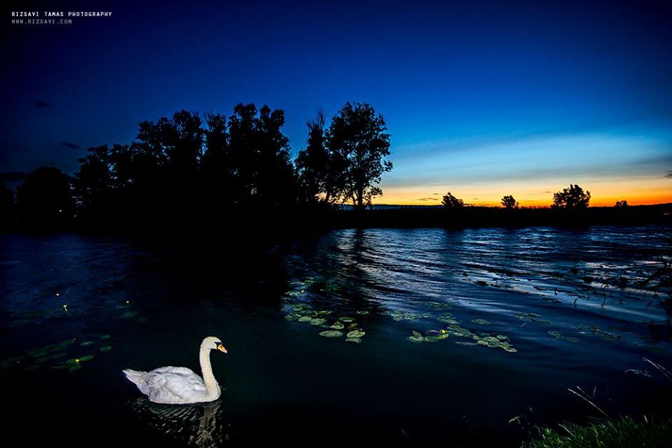 balaton swan twilight