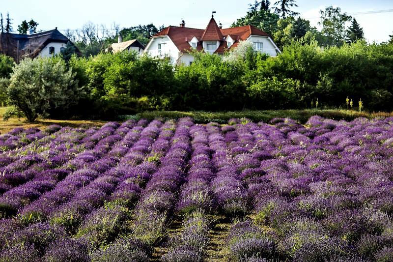 balaton tihany lavander