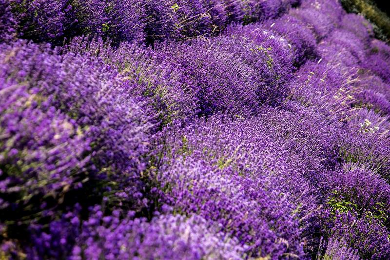 balaton tihany lavander