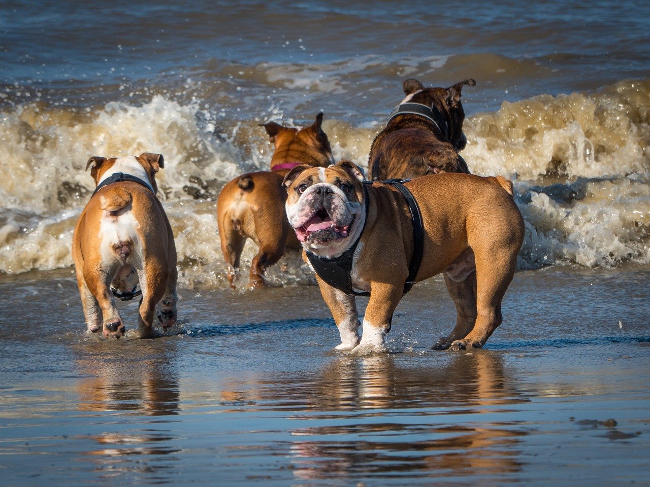 beach bulldog dog