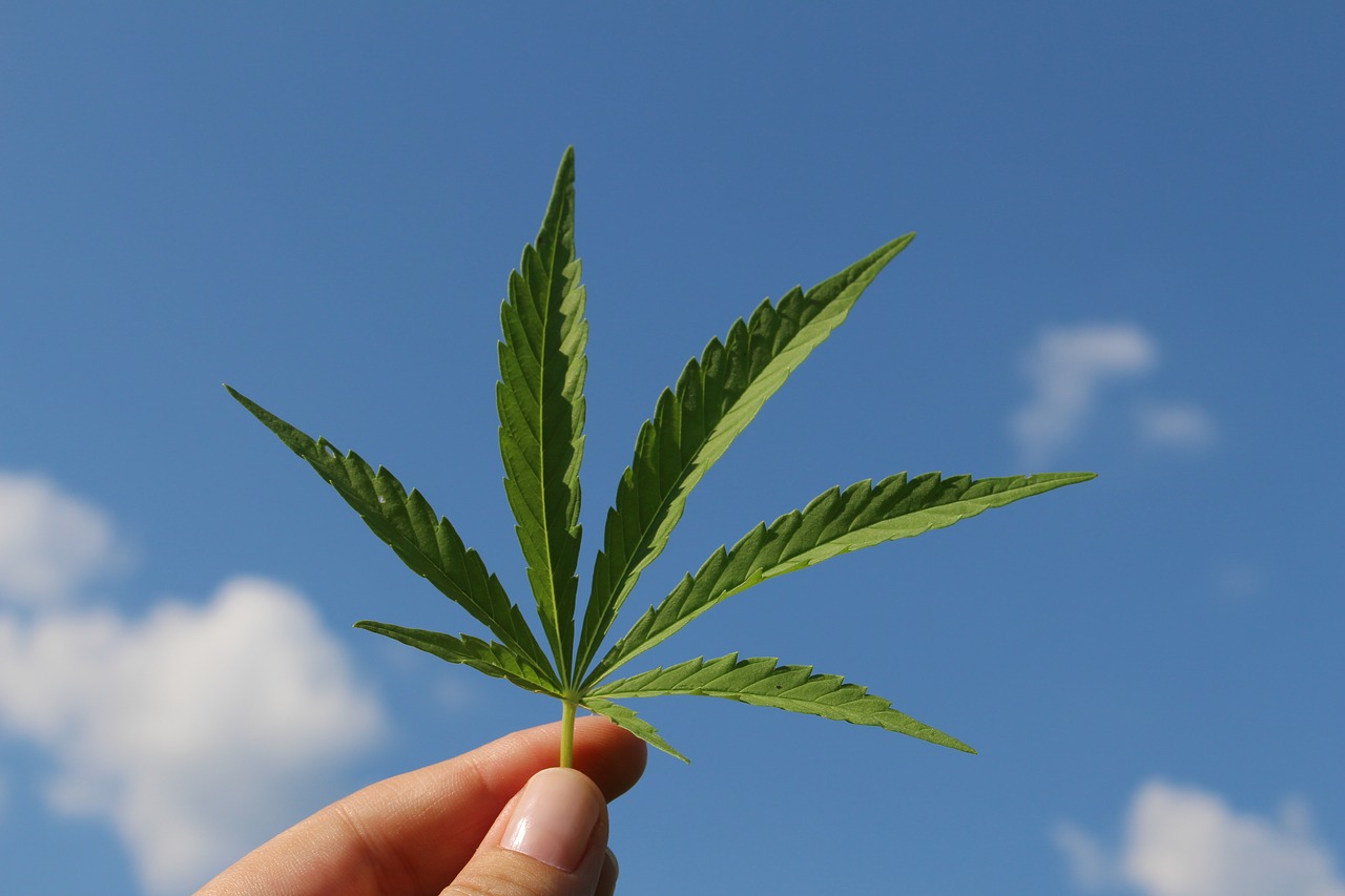 hemp leaf marihuana marijuana sky