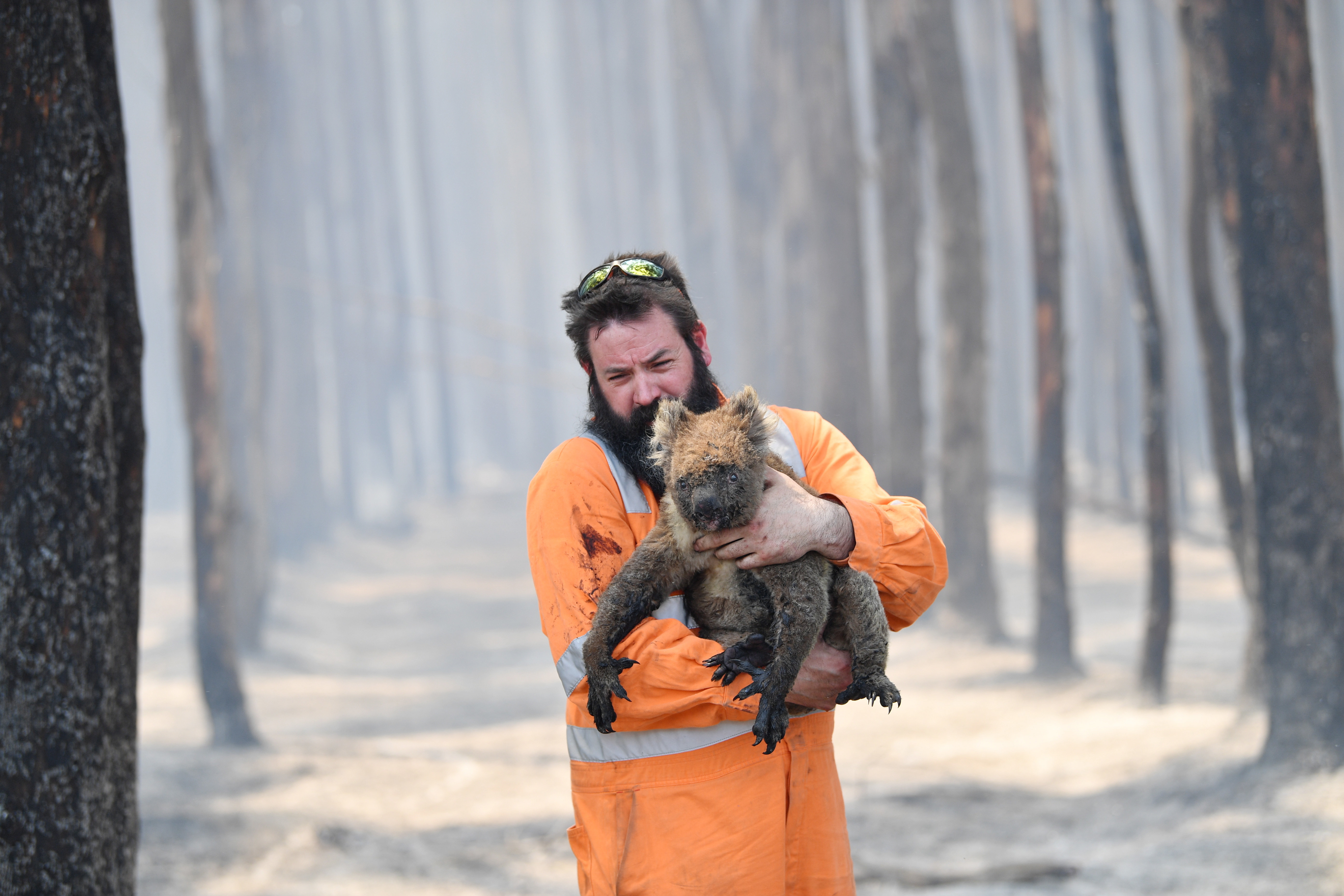 коала-австралия-лесной пожар