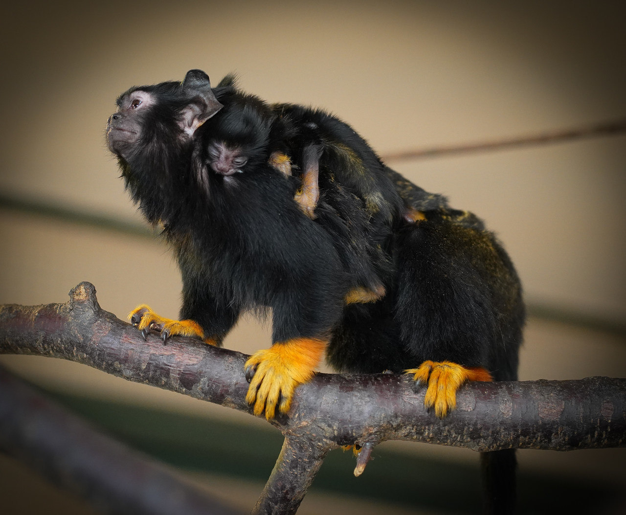 rsz_newbornnewborn_red-handed_tamarin_twins_at_debrecen_zoo_hungary_red-handed_tamarin_twins_at_debrecen_zoo_hungary