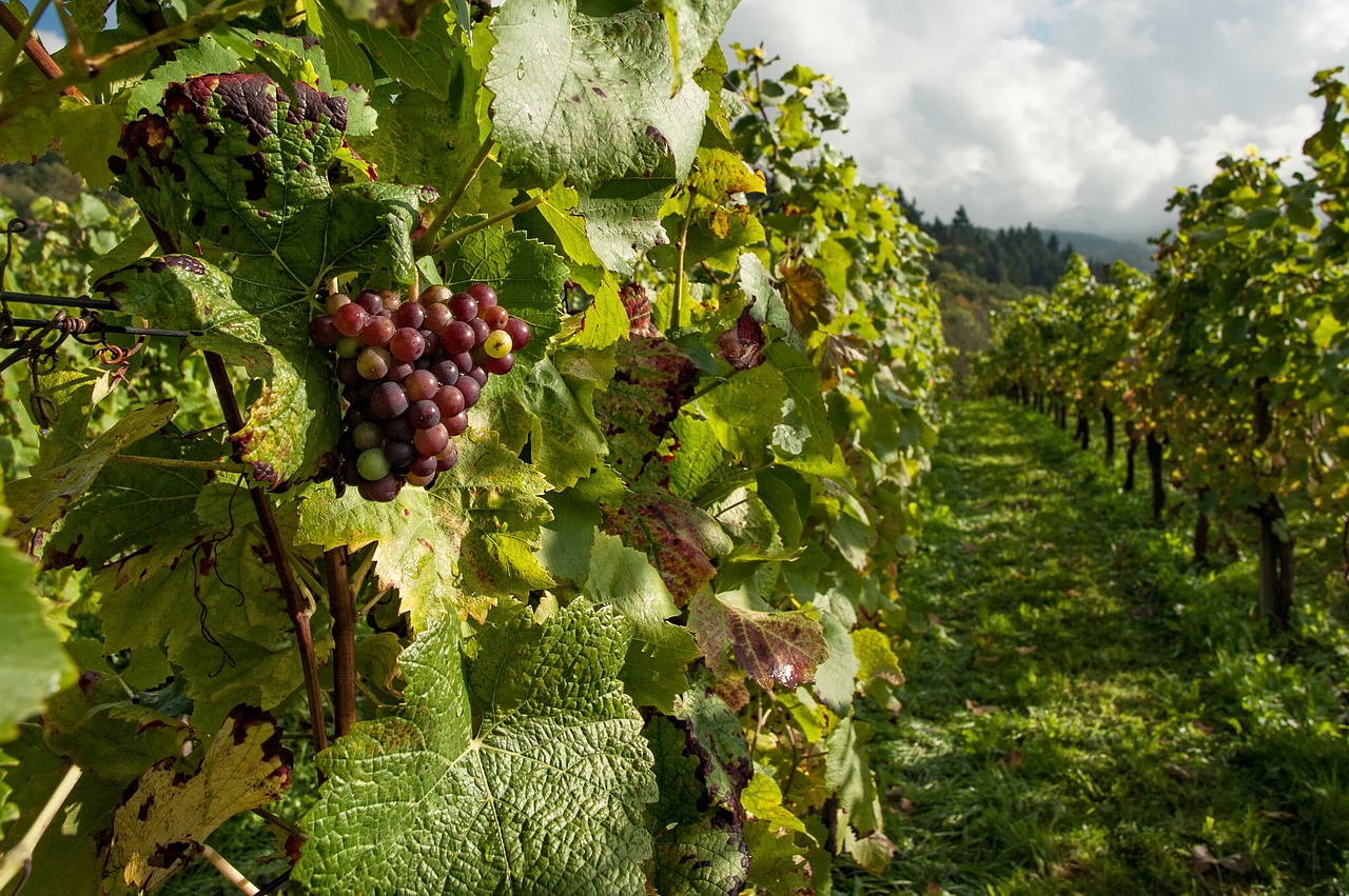 vino delle vigne