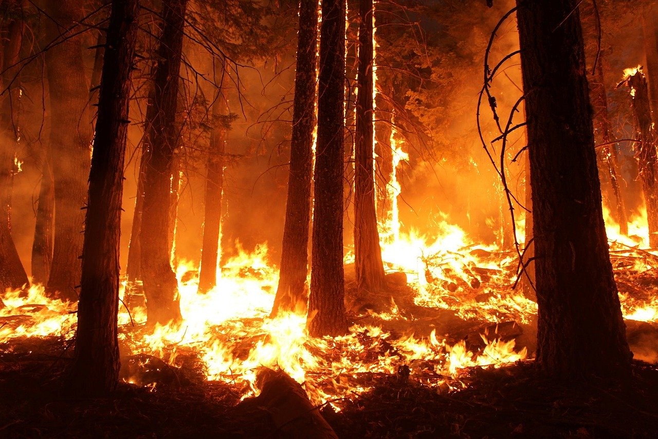 lesní požár bushfire Austrálie