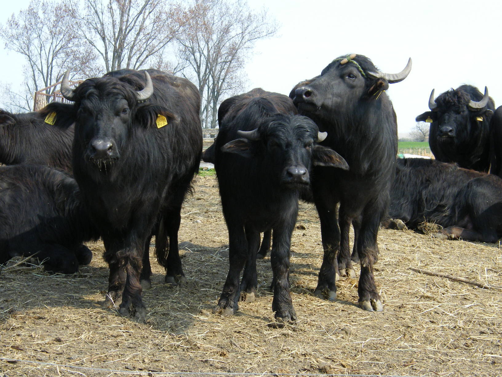 Венгерский буйвол Животное на ферме