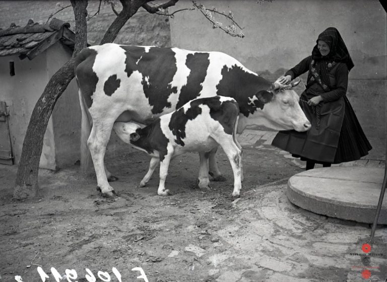 Hungary, village, folk culture, lady, animal